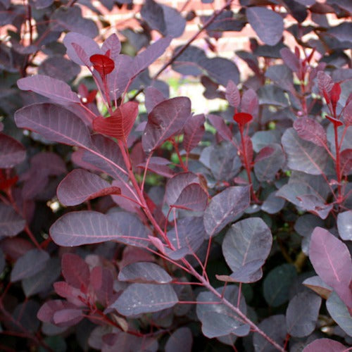 Cotinus coggygria Dusky Maiden