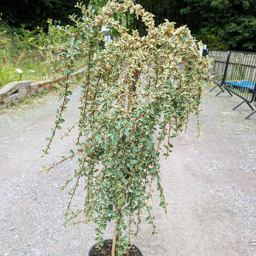 Cotoneaster suecicus Juliette