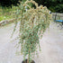Cotoneaster suecicus Juliette