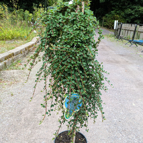 Cotoneaster dammeri Winter Jewel