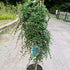 Cotoneaster dammeri Winter Jewel