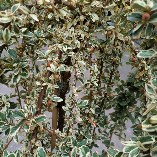 Cotoneaster suecicus Juliette
