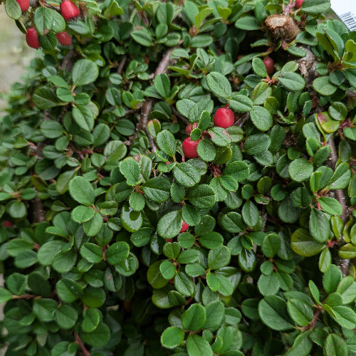 Cotoneaster dammeri Winter Jewel
