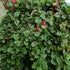 Cotoneaster dammeri Winter Jewel