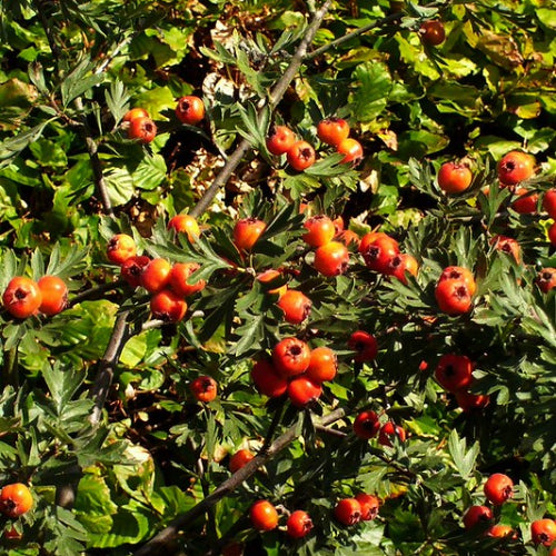 crataegus orientalis