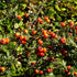 crataegus orientalis