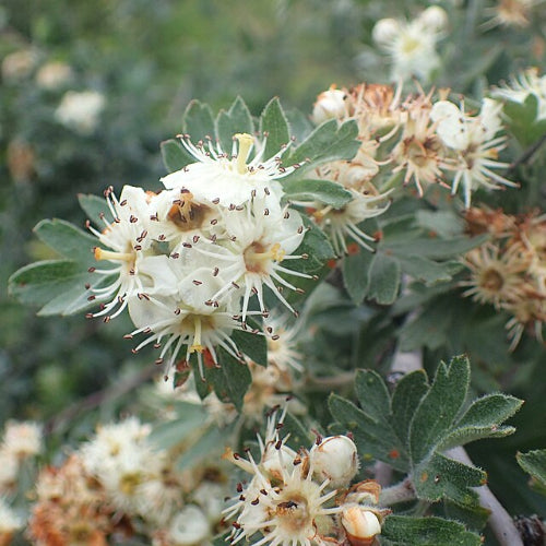 crataegus orientalis