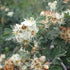 crataegus orientalis