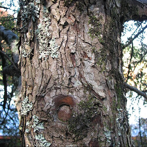 crataegus orientalis