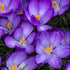 Crocus tommasinianus Ruby Giant