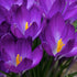 Crocus tommasinianus Ruby Giant