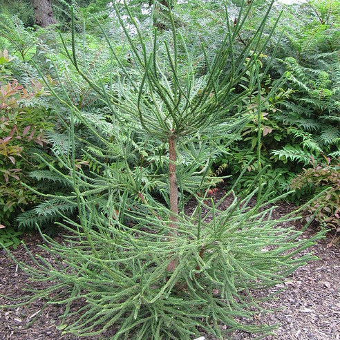 Cryptomeria japonica Araucarioides