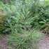 Cryptomeria japonica Araucarioides
