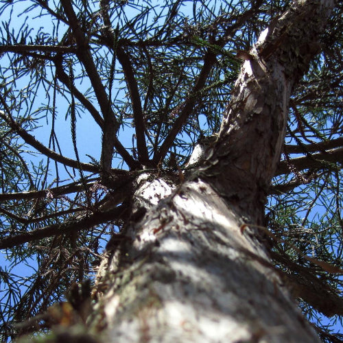 Cryptomeria japonica Araucarioides
