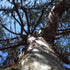 Cryptomeria japonica Araucarioides