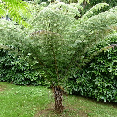 Cyathea dealbata