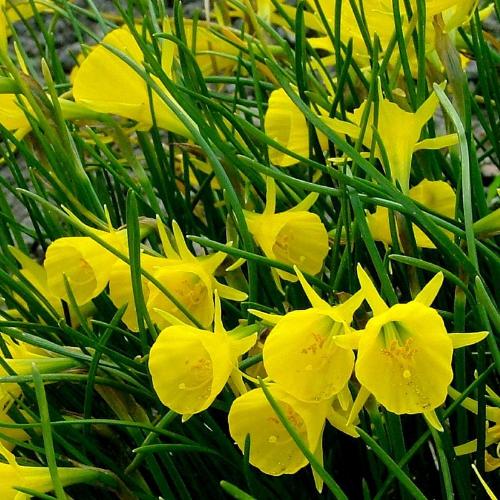 Daffodil bulbocodium Golden Bells (Narcissus)