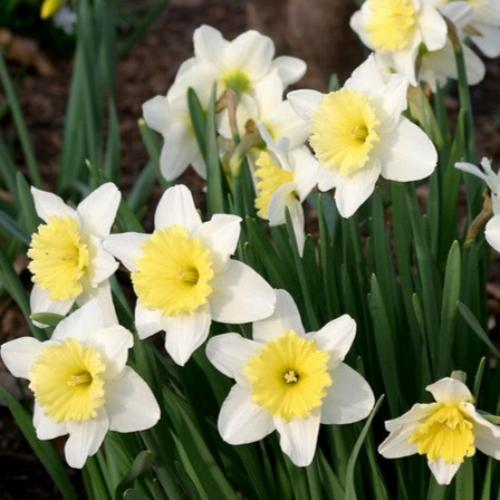 Daffodil Ice Follies