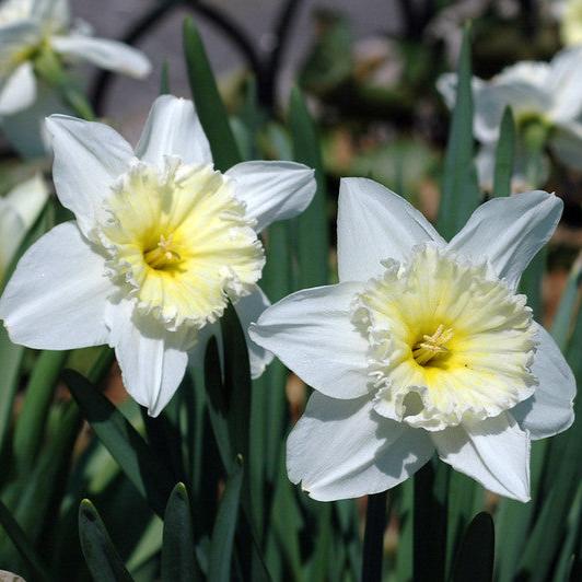 Daffodil Ice Follies