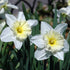 Daffodil Ice Follies