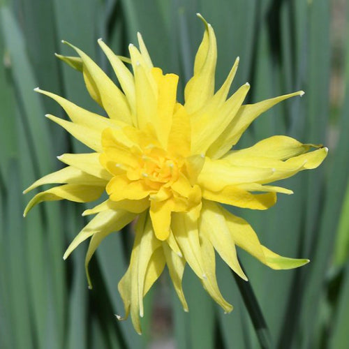 Daffodil (Narcissi) Rip Van Winkle
