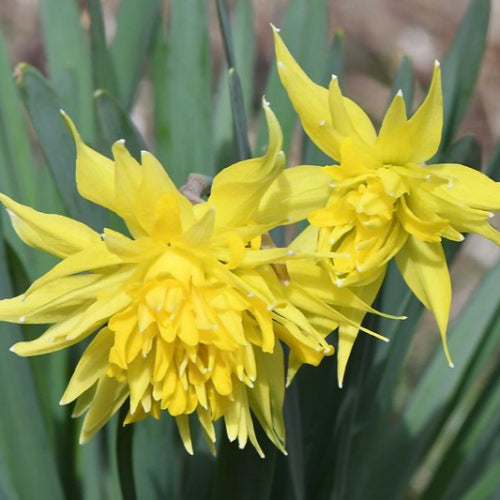 Daffodil (Narcissi) Rip Van Winkle