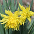 Daffodil (Narcissi) Rip Van Winkle