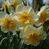 Daffodil Sorbet