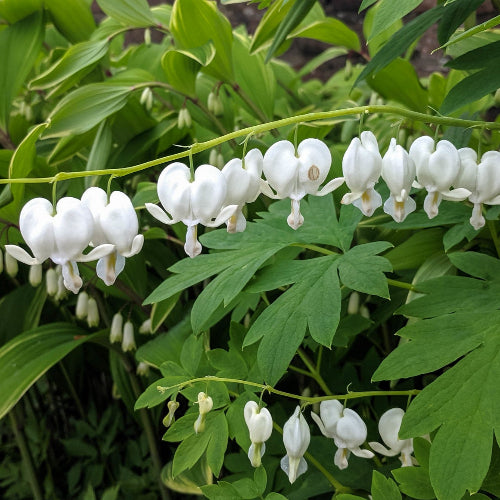 Dicentra spectabilis Alba