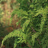 Diselma archeri