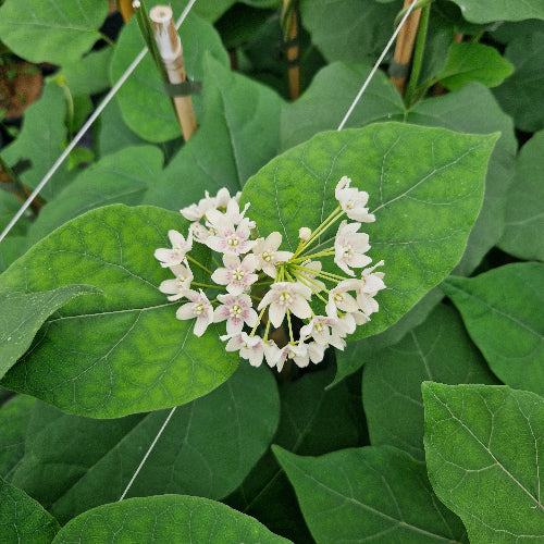 Dregea sinensis