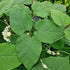 Dregea sinensis