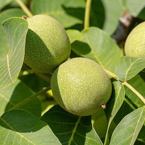 Juglans regia 'Chandler'