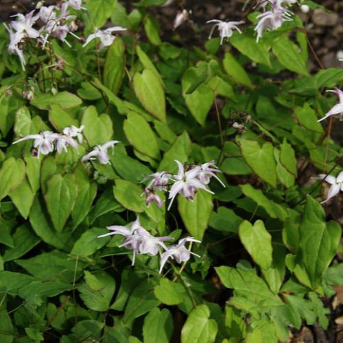 Epimedium grandiflorum Akebono