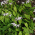 Epimedium grandiflorum Akebono