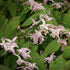 Epimedium grandiflorum Akebono