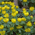 Eranthis Cilicica - Winter Aconite