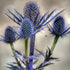 Eryngium Big Blue