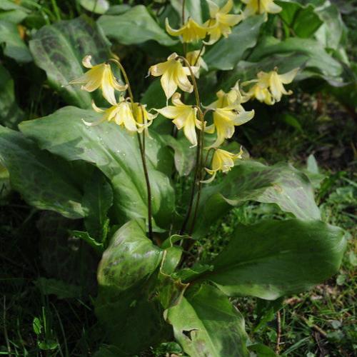 Erythronium Pagoda