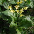 Erythronium Pagoda