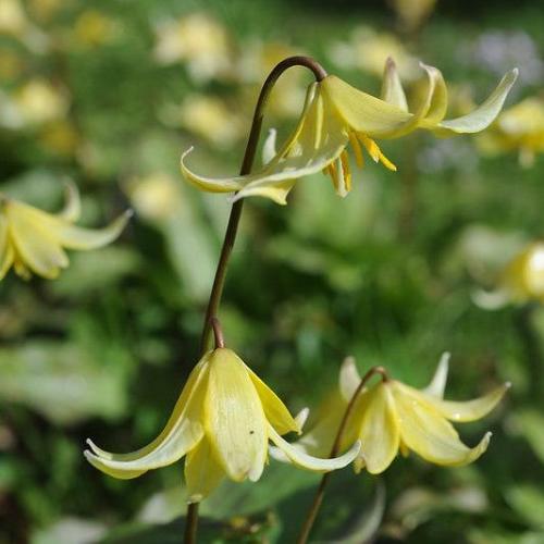 Erythronium Pagoda