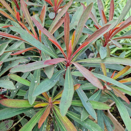 Euphorbia Miners Merlot