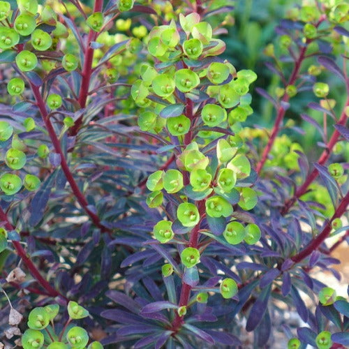 Euphorbia Miners Merlot