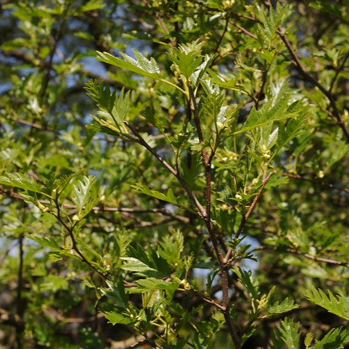 Fagus sylvatica Asplenifolia