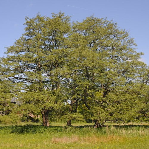 Fagus sylvatica Asplenifolia