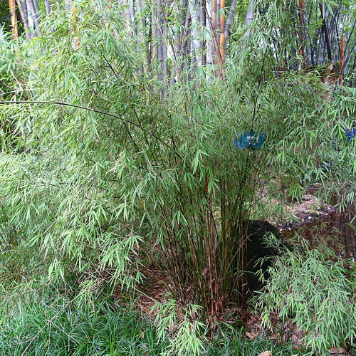 Fargesia angustissima