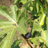 Ficus carica Ronde de Bordeaux - Fig