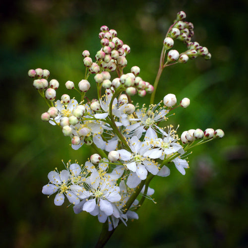 Filipendula vulgaris