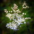 Filipendula vulgaris