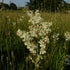Filipendula vulgaris